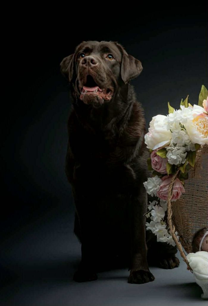 Uppsa Elixir d'Aydoilles