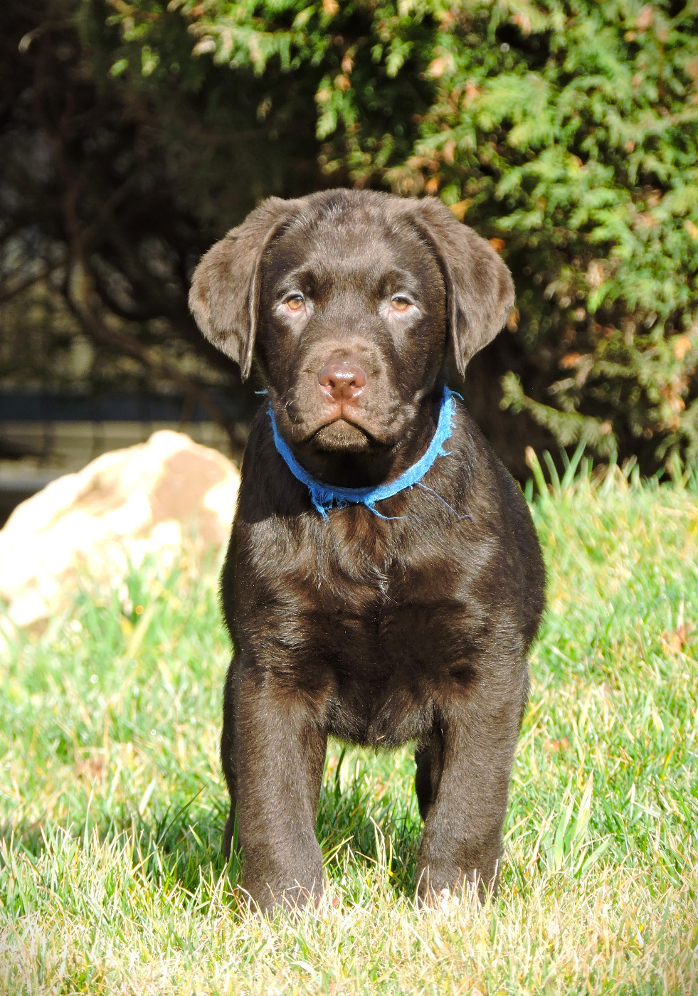 Du Domaine De Martin Fontaine - Chiots disponibles - Labrador Retriever