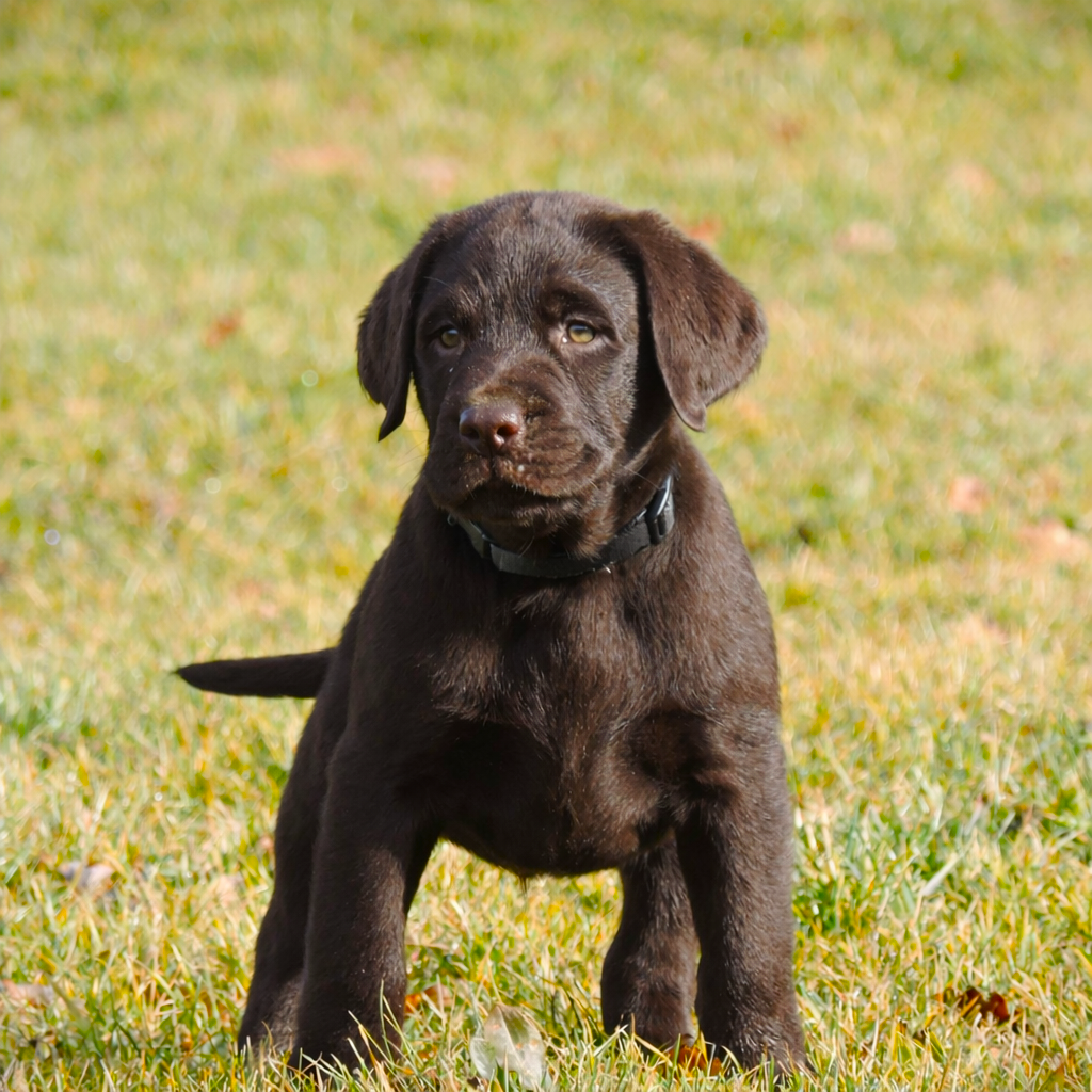 Du Domaine De Martin Fontaine - Chiots disponibles - Labrador Retriever