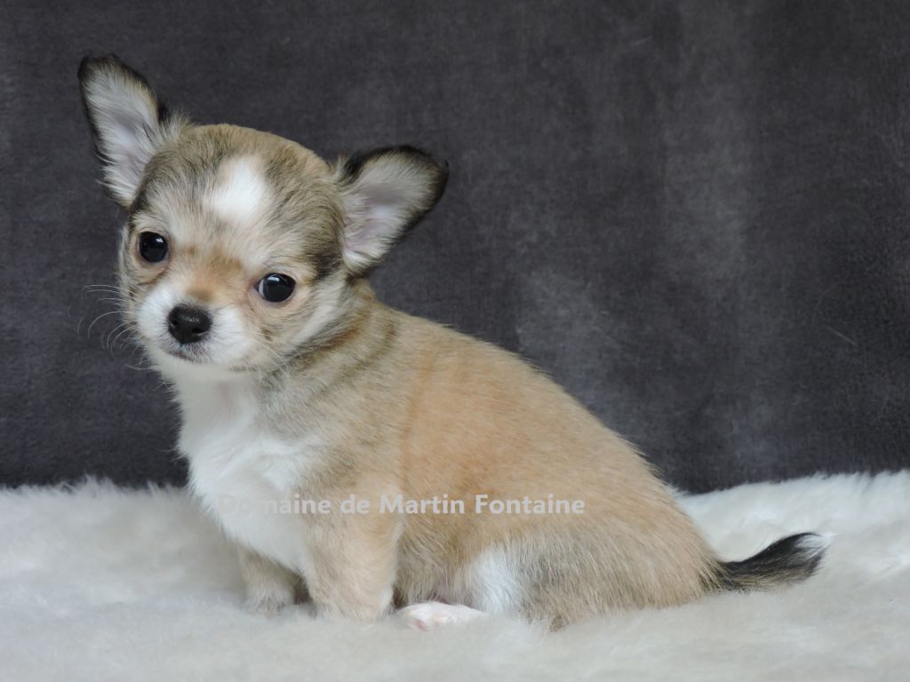 Du Domaine De Martin Fontaine - Chihuahua - Portée née le 17/11/2018